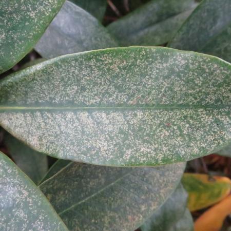 Azalea leaf with lace bug damage