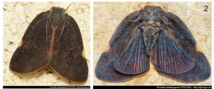 Picture on Brown Winged Planthopper