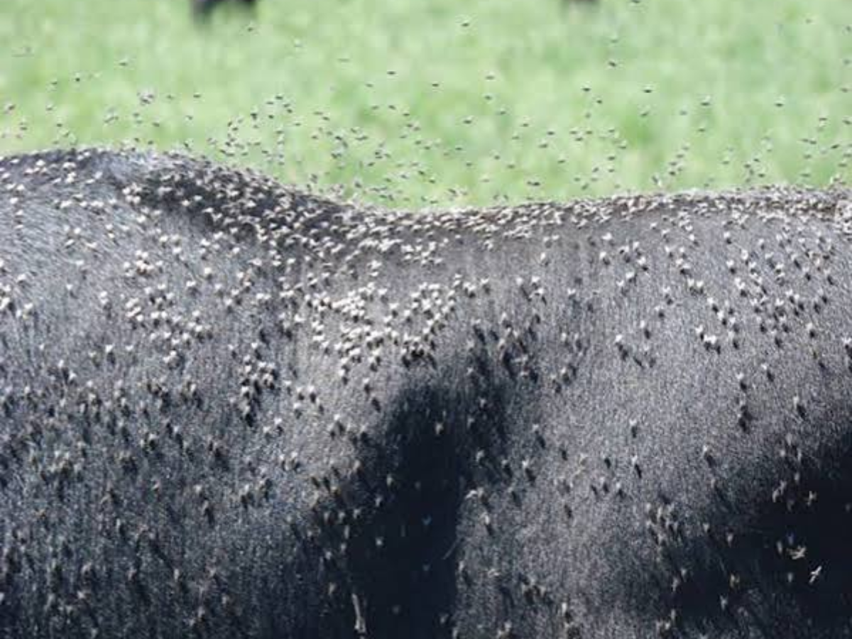 Fly infestation on cow back