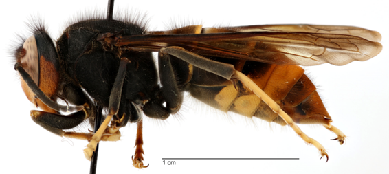 side view of a yellow-legged hornet