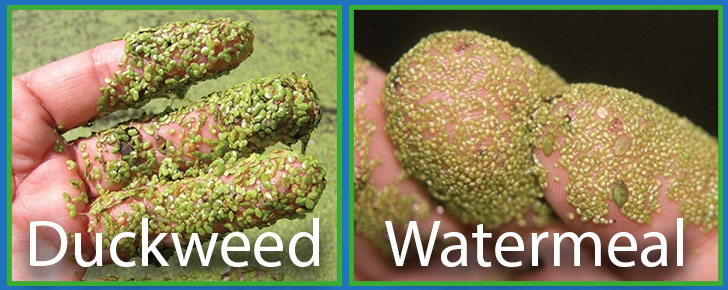 image of duckweed and watermeal on fingers