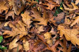 close up of brown oak leaves on the ground