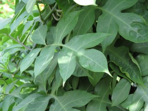 potato vine