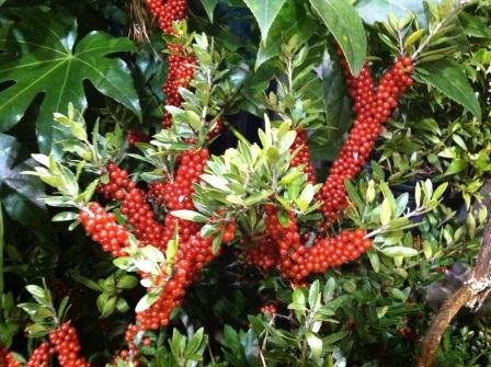 Dwarf Yaupon Holly 'Carolina Ruby' caught our eye.