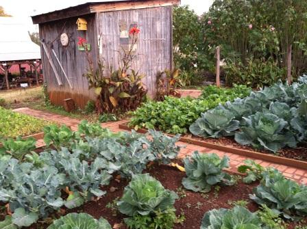 shed and garden