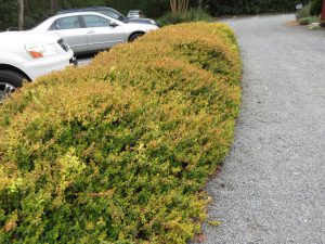 abelia grandiflora kaleidiscope 01