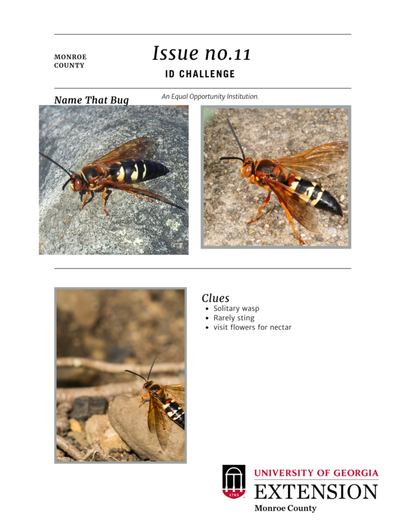 Id Challenge 3 images of an insect or plant and clues to identify