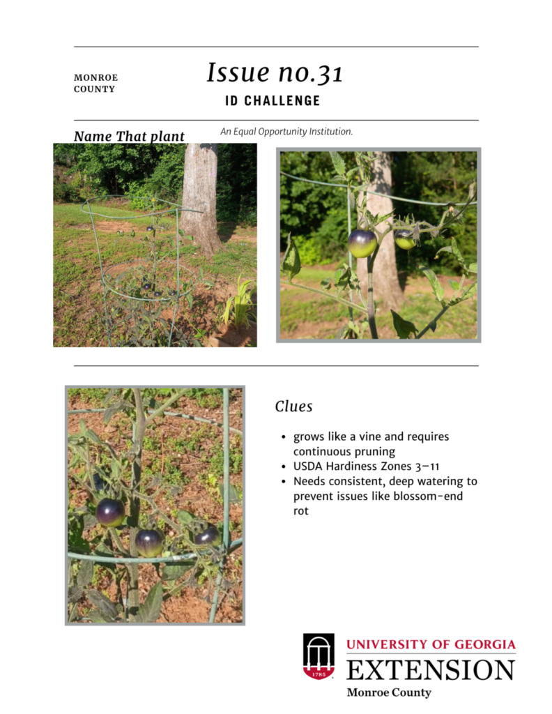 ID Challenge issue 31 3 pictures of a type of plant/insect/plant disease list of clues