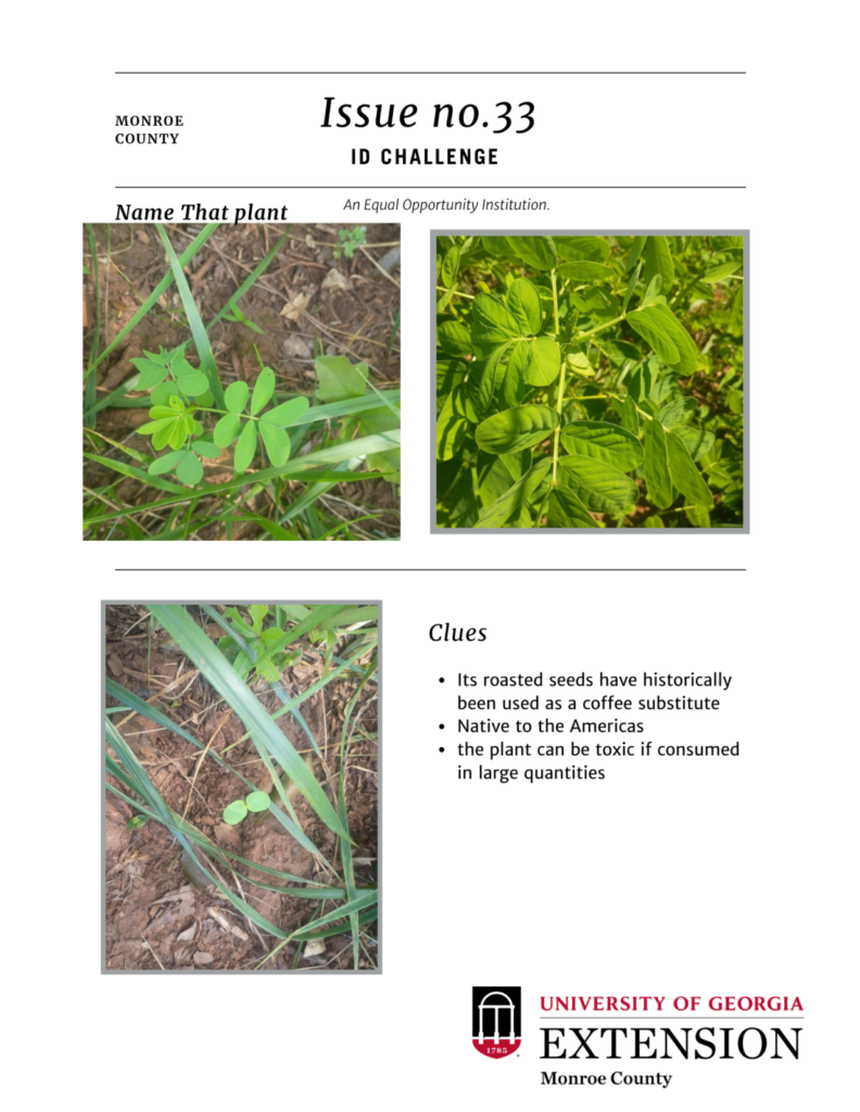 ID Challenge issue 33 3 pictures of a type of plant/insect/plant disease list of clues 3 pictures of a type of plant/insect/plant disease list of clues