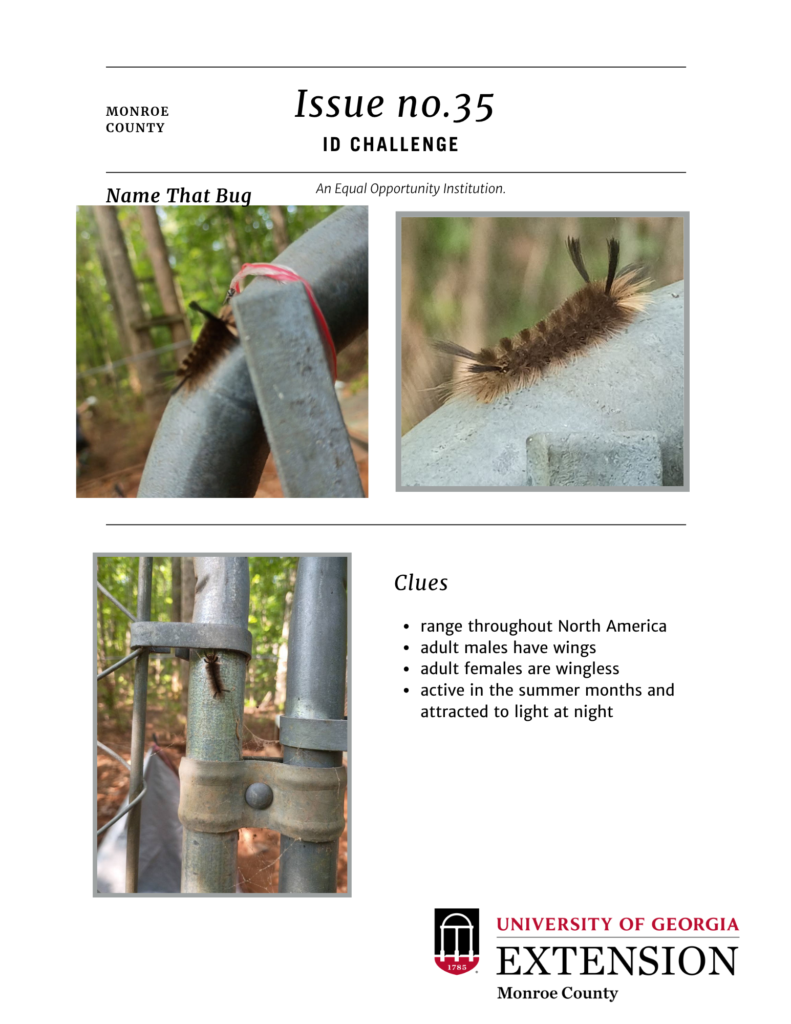 ID Challenge issue 35. There are 3 pictures of a type of plant, plant disease, or insect and a list of clues.