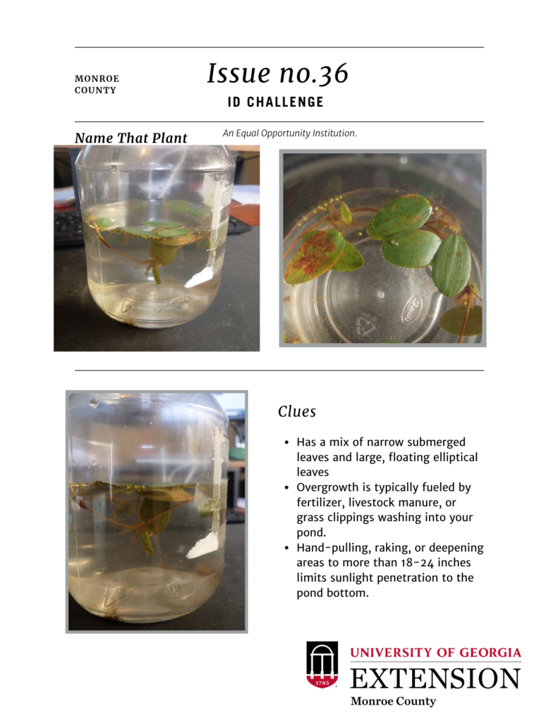 Issue 36 Id Challenge