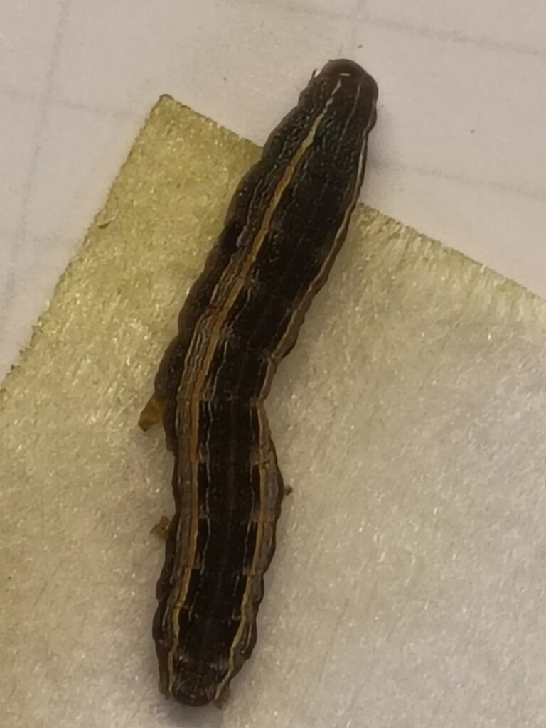 armyworm