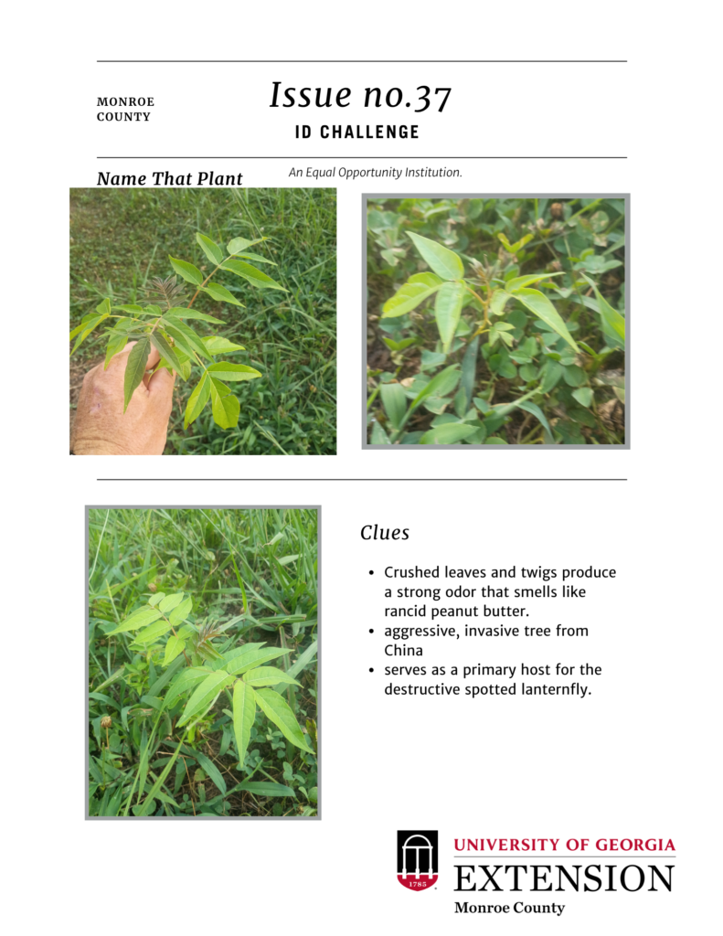ID challenge #37