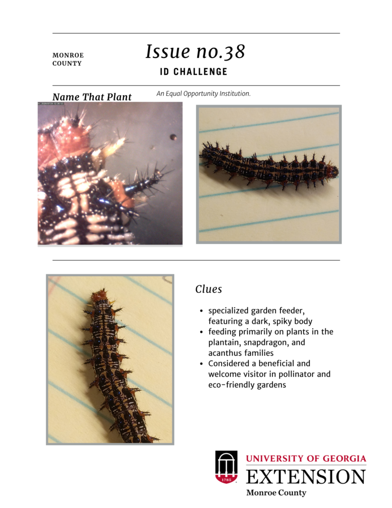 ID challenge #38