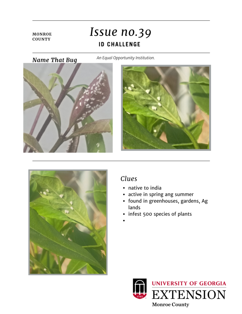 id challenge