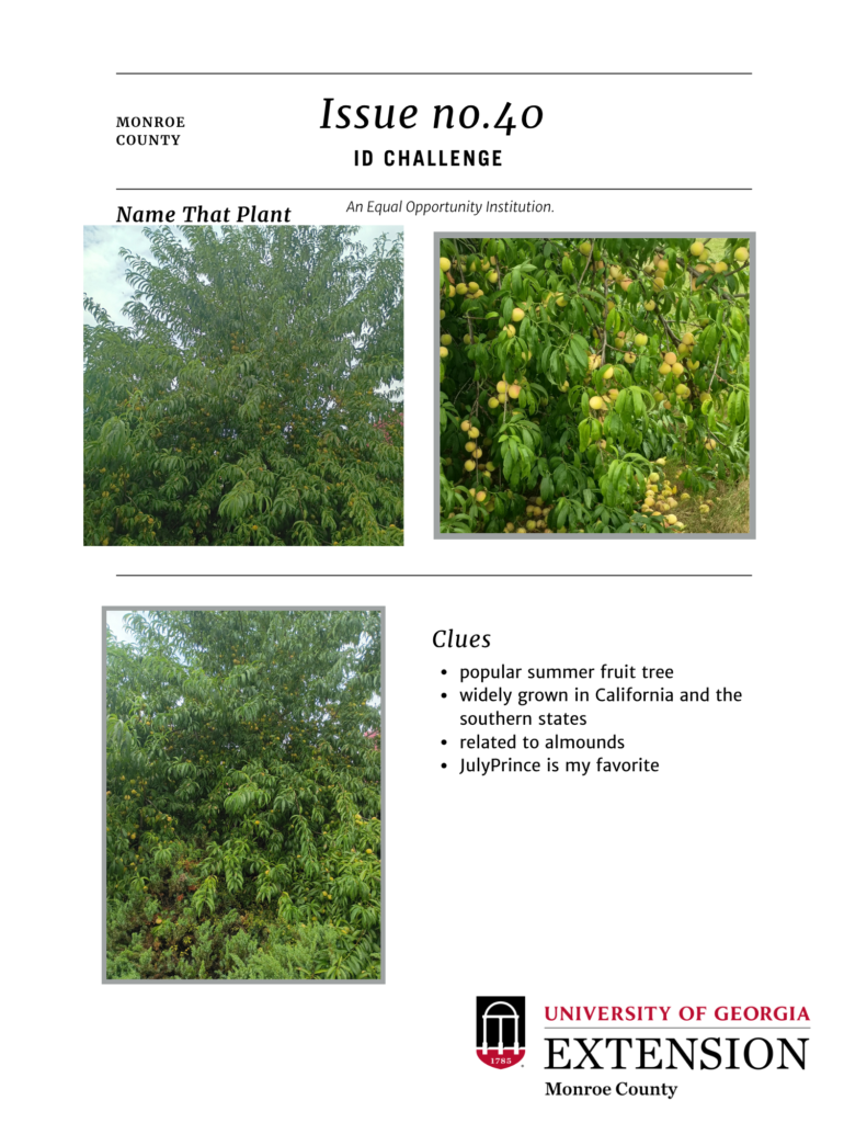Id Challenge