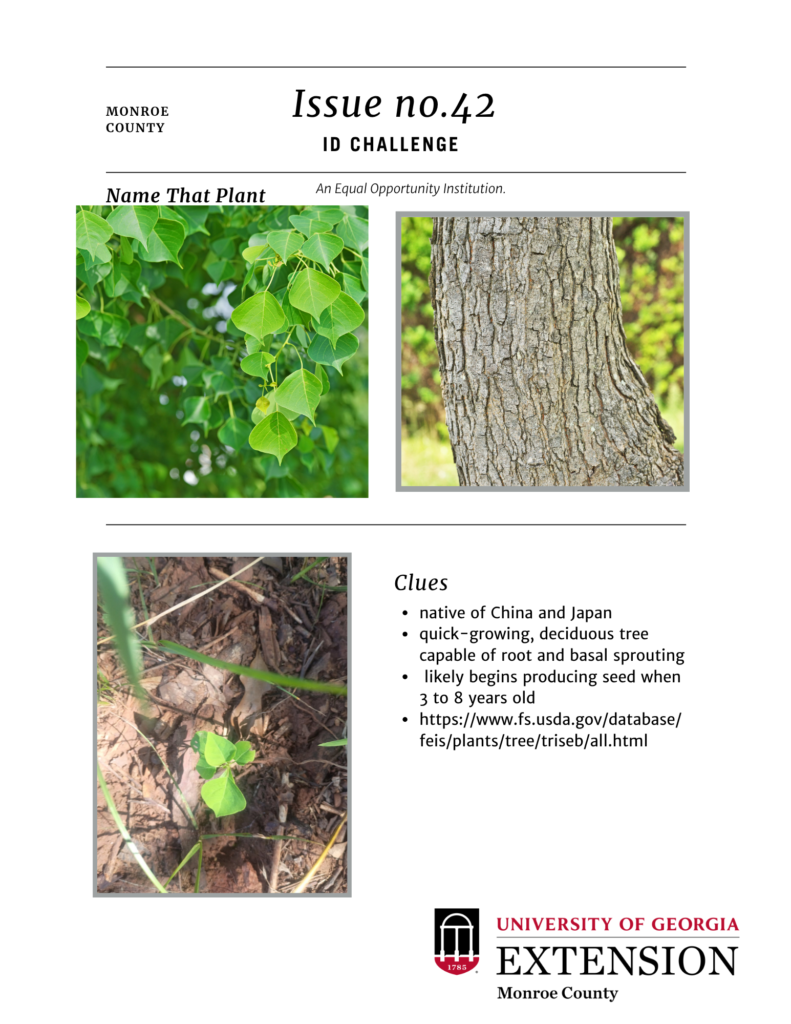 ID Challenge