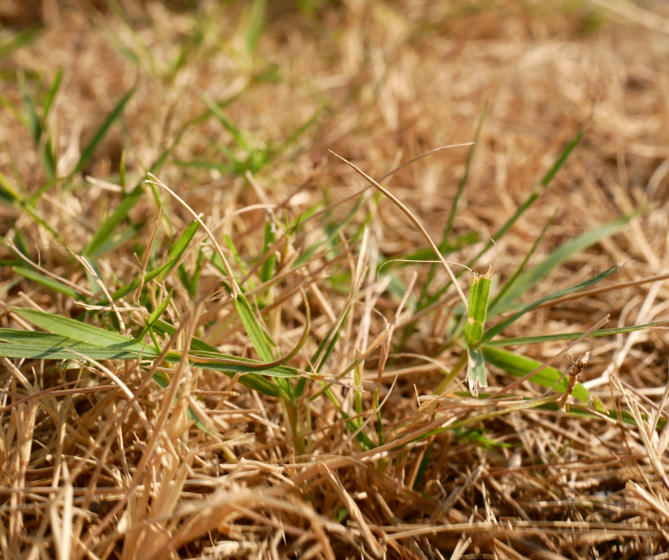 mostly dormant brown grass