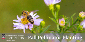 Planting Pollinator Plants in the Fall