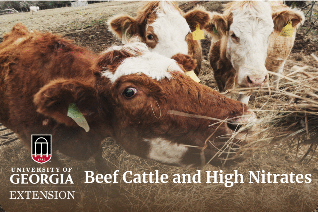 beef cattle eating hay