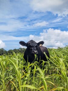 Boost Cattle Nutrition with Summer Annuals