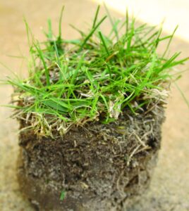 Establishing Tall Fescue in your Lawn