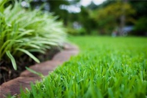 A green lawn in late spring that has been well cared for in the winter.  