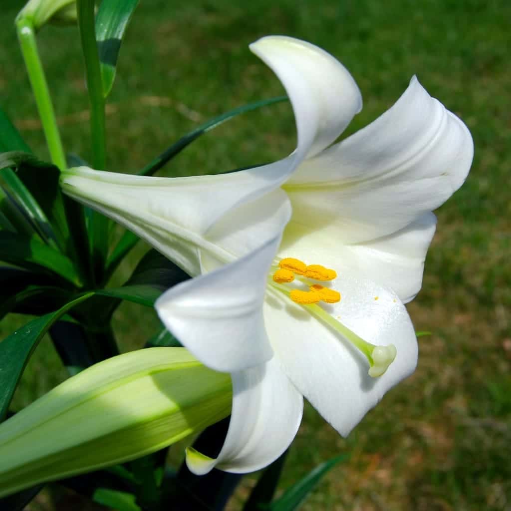 Easter Lily bloom