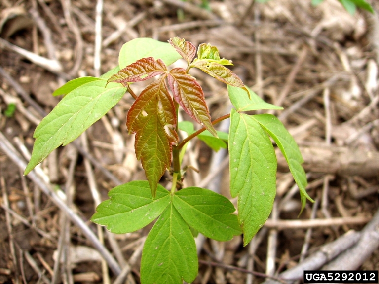 Great Description About Box Elder Seedling