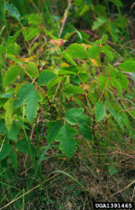 Poison Oak, Photo by John D. Byrd, Mississippi State University, Bugwood.org  