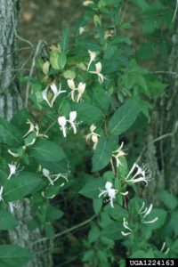 A photo of Japanese Honeysuckle, a common invasive plant.  