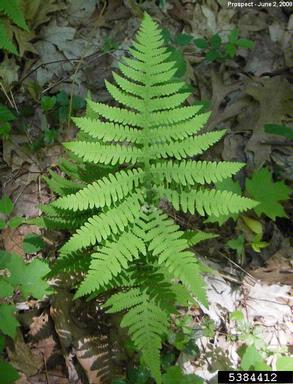 broad beech fern frond