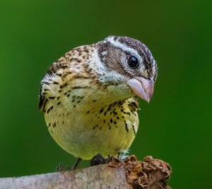 Goldfinch