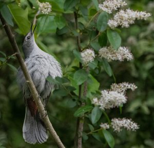 Bird with native plants