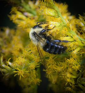 Common bumble bee on goldenrod.