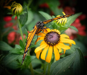 Monarch butterfly on blackeyed Susan.
