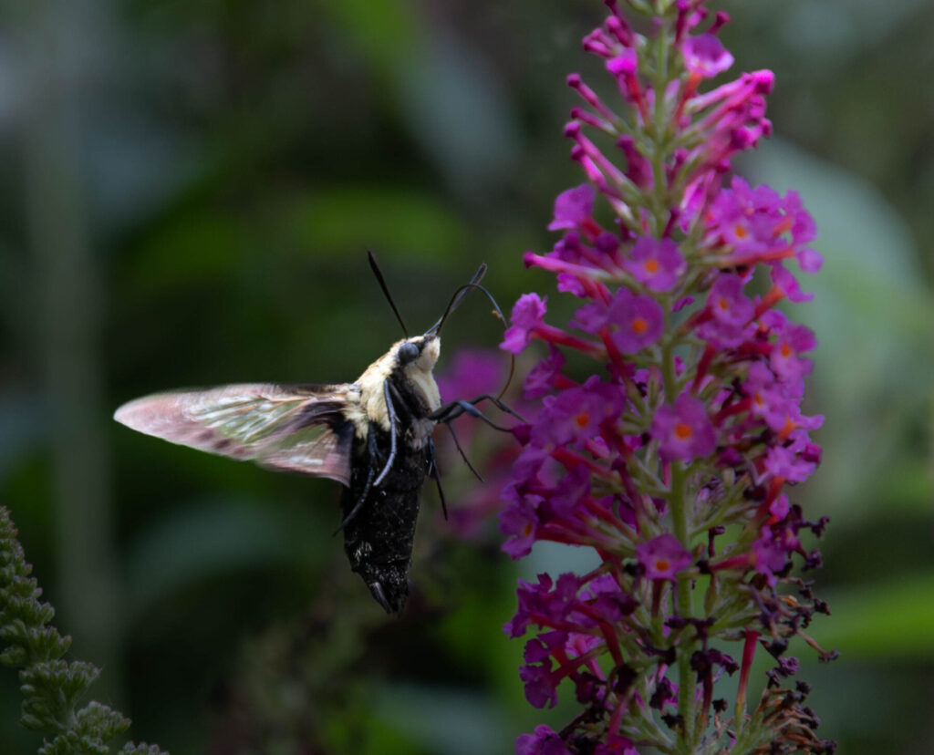 Hummingbird moth on flower.