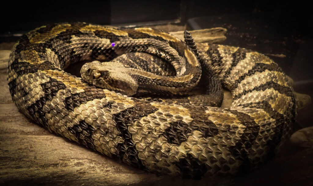 Timber Rattler