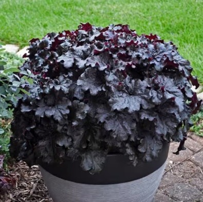 Coral Bells "Black Pearl"