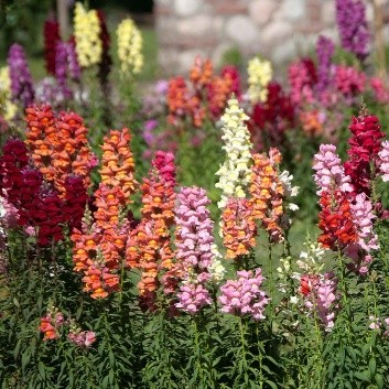 Snapdragons