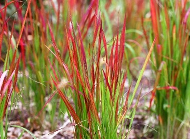 Blood grass