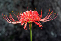Spider flower