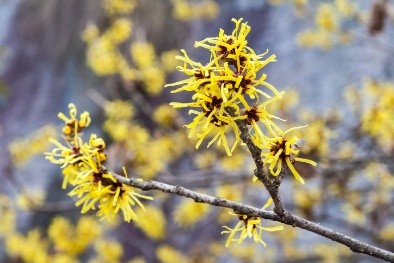 Witch Hazel