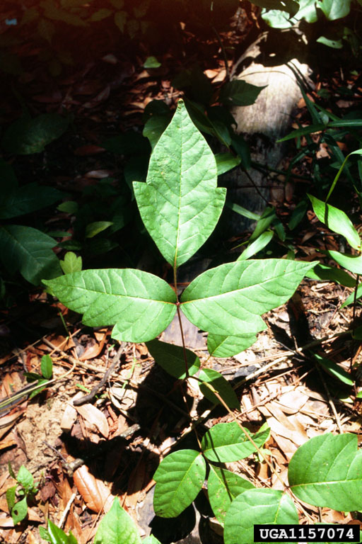 Poison Ivy leaves