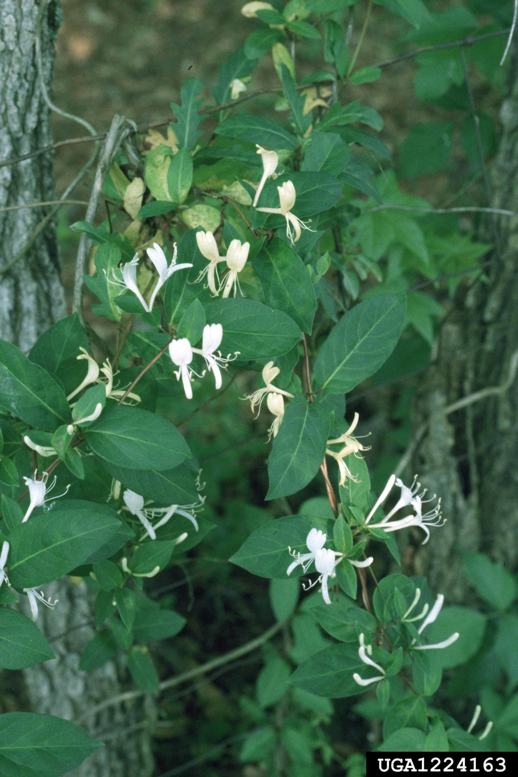 Honeysuckle is a common invasive in our landscapes.