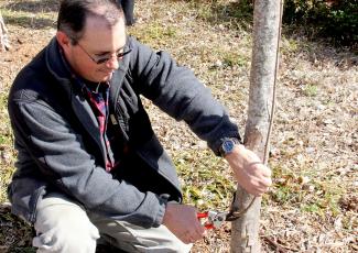 Extension specialist prunes a tree.