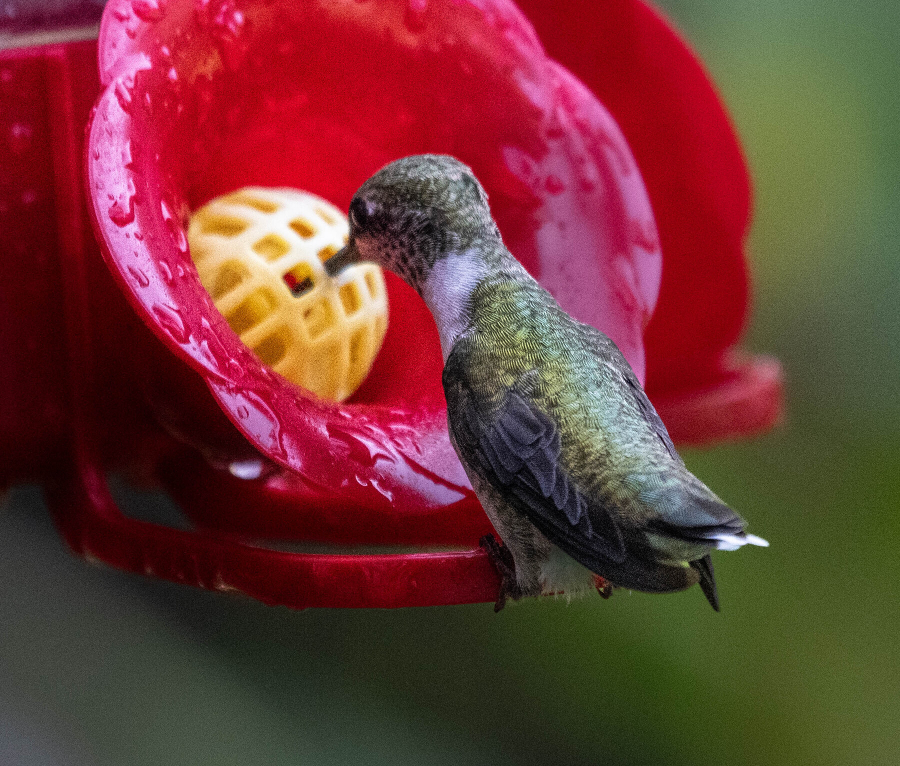 Hummingbird at feeder