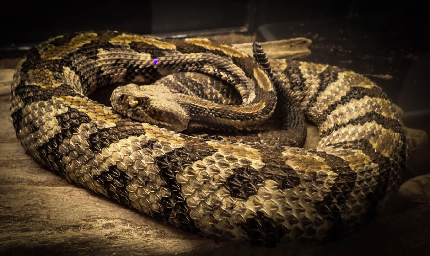 Timber rattler coiled and resting