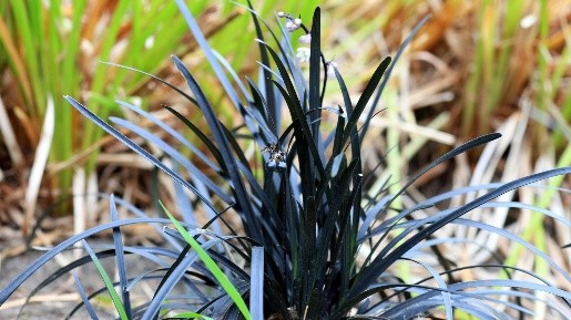 Black mondo grass