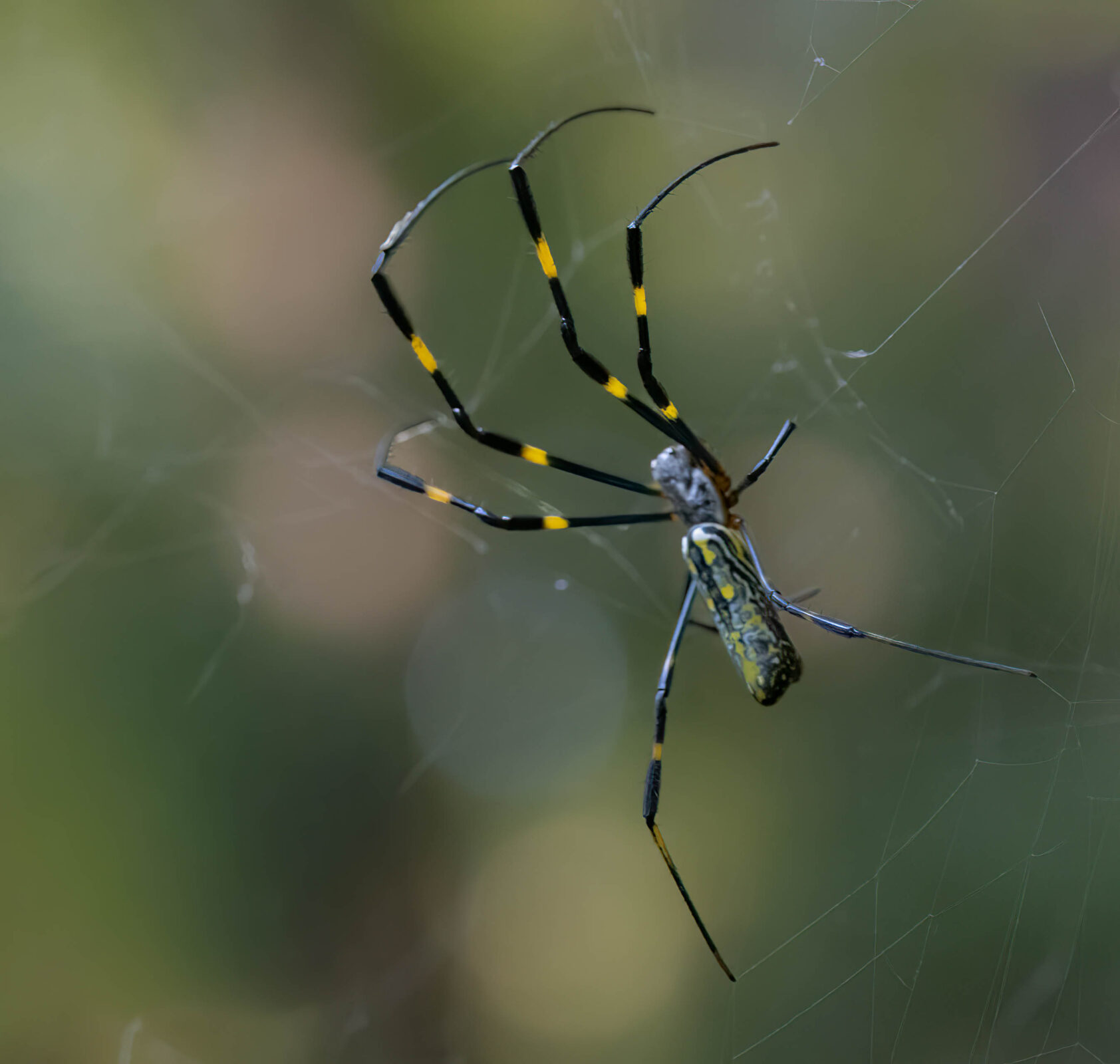Joro spider in web